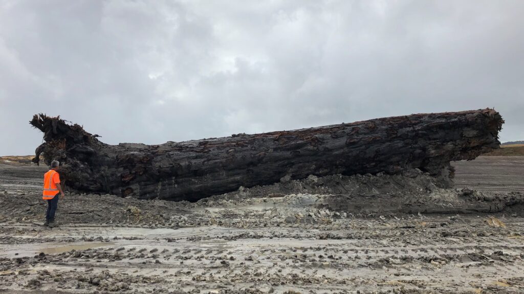Une photo du fameux tronc de Kauri (l'arbre de 60 tonnes) lors de son excavation en Nouvelle-Zélande.